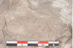 Foto (Detailansicht) von Dictyopteris brongniarti Gutb. (NHMW-GEO-2024-0188-10776)
